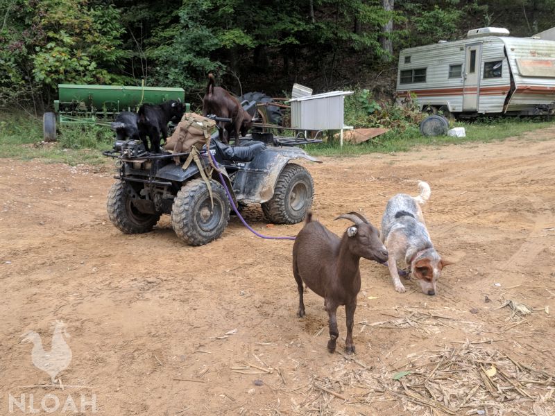 billy goat next to blue heeler dog