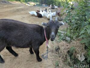 foraging goat tied with a chain next to some ducks and chickens