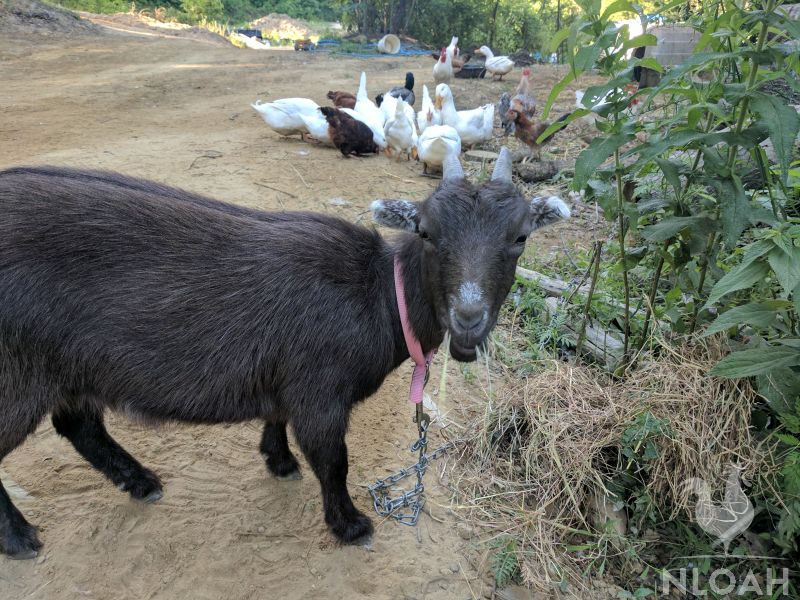 foraging goat tied with a chain next to some ducks and chickens