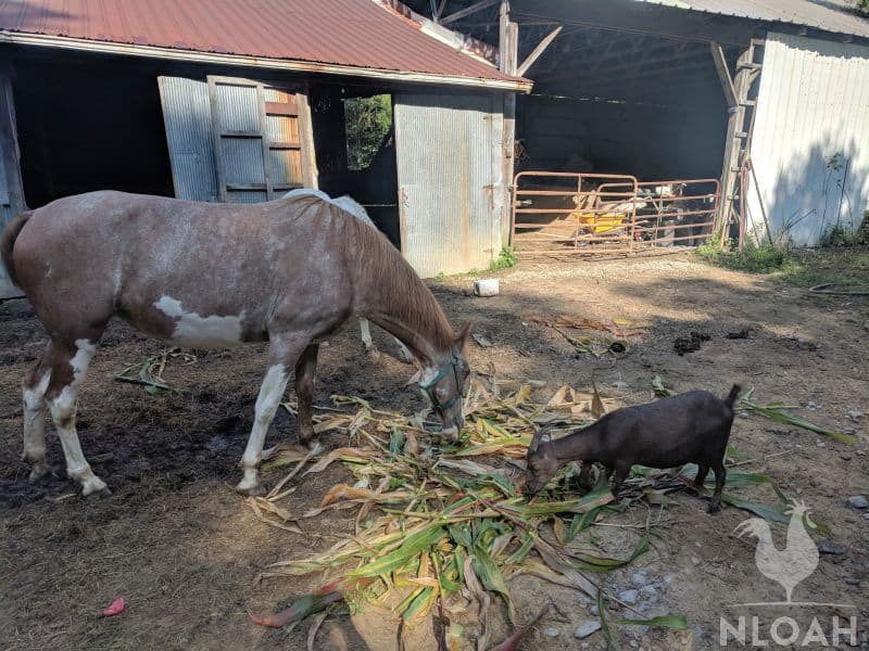 goat and horse eating corn stalks