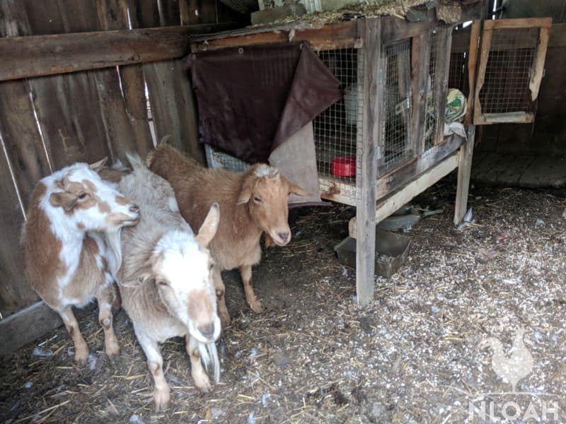 goats inside quarantine stall with separate cage for birds