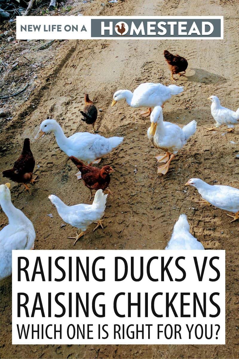 raising ducks vs. chickens pinterest