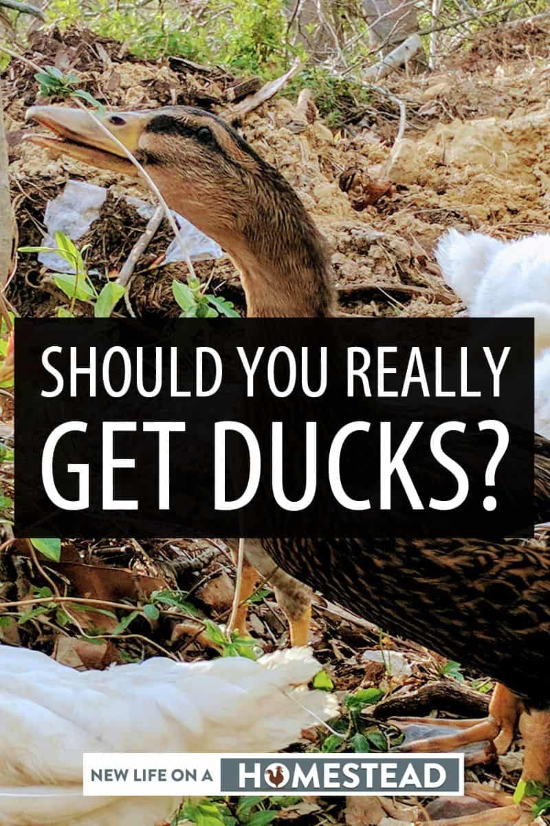 are ducks for you pinterest
