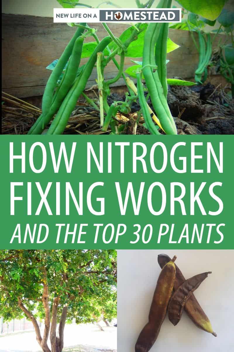 nitrogen-fixing Pinterest image