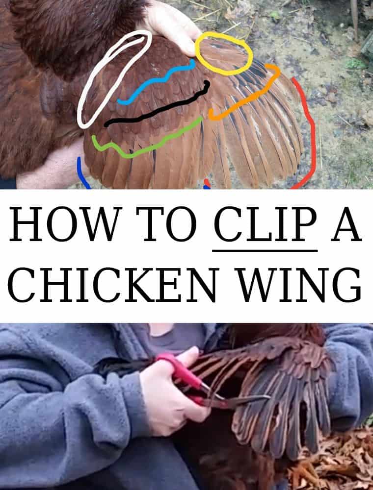 clipping a chicken wing pin image 2