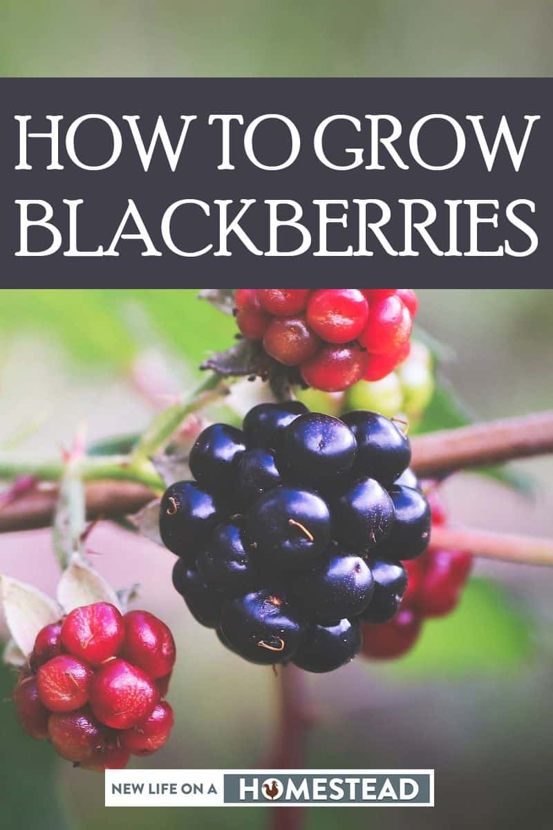 growing blackberries pin image 2