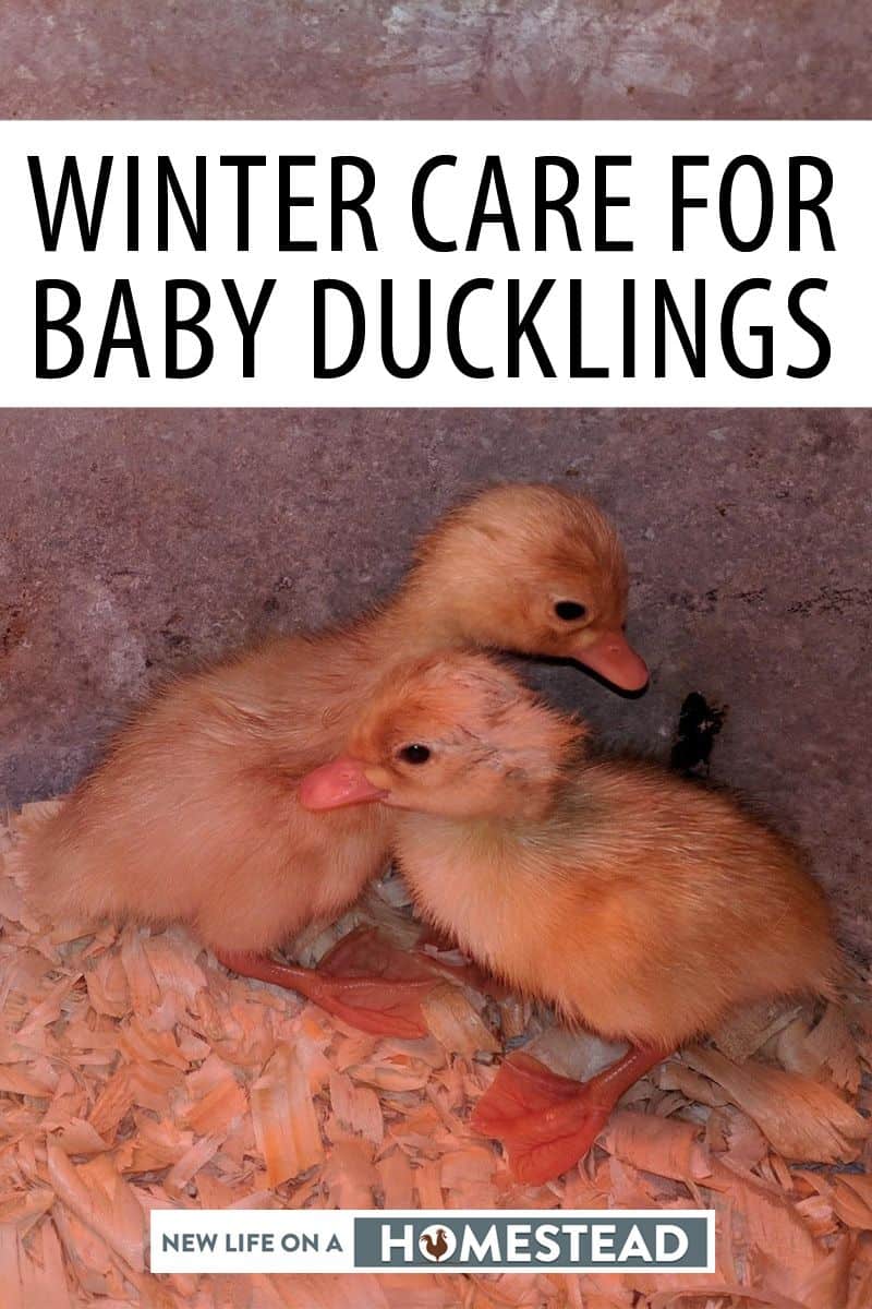 baby duckling winter care pinterest