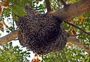 beehive up in tree