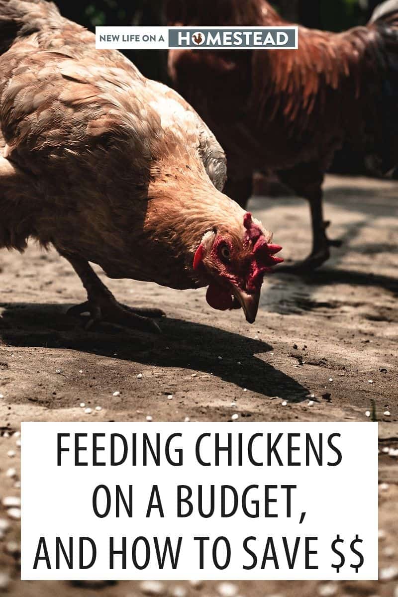 budget feeding chickens pinterest