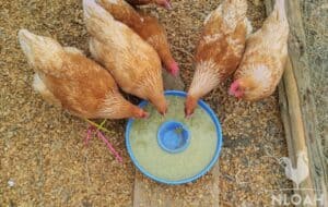 chickens eating fermented feed