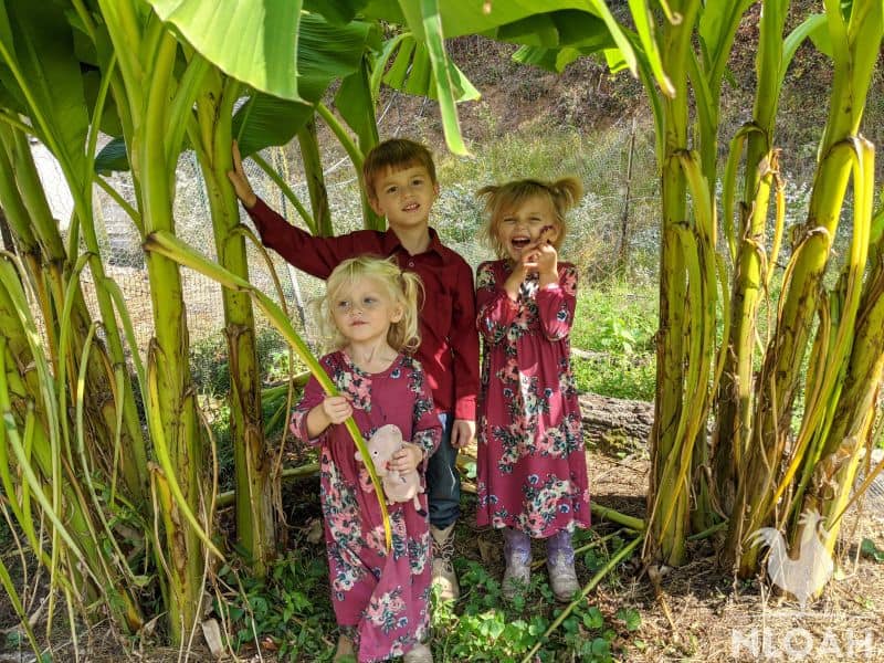 children standing under banana plants