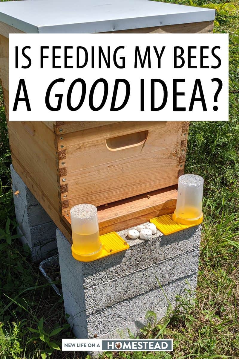 feeding bees bad idea pinterest