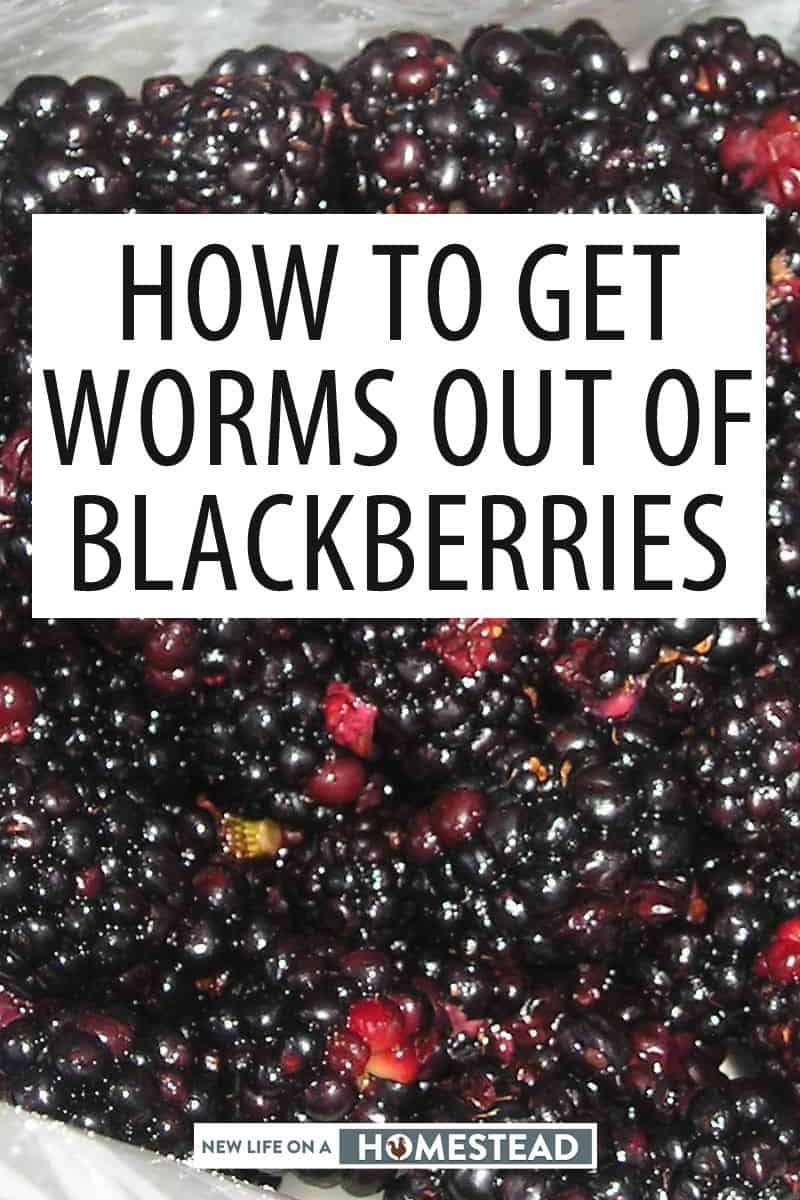 worms in blackberries pinterest