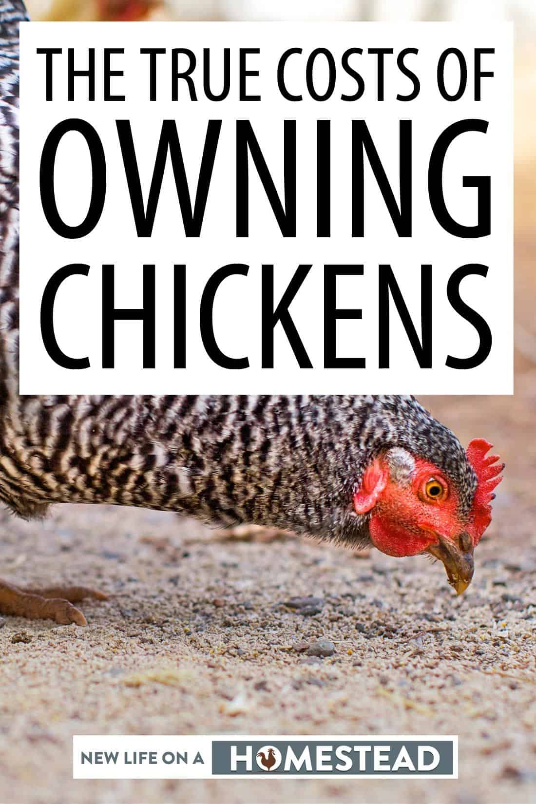 raising chickens costs pinterest