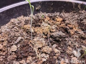 damping off disease on container sprouts