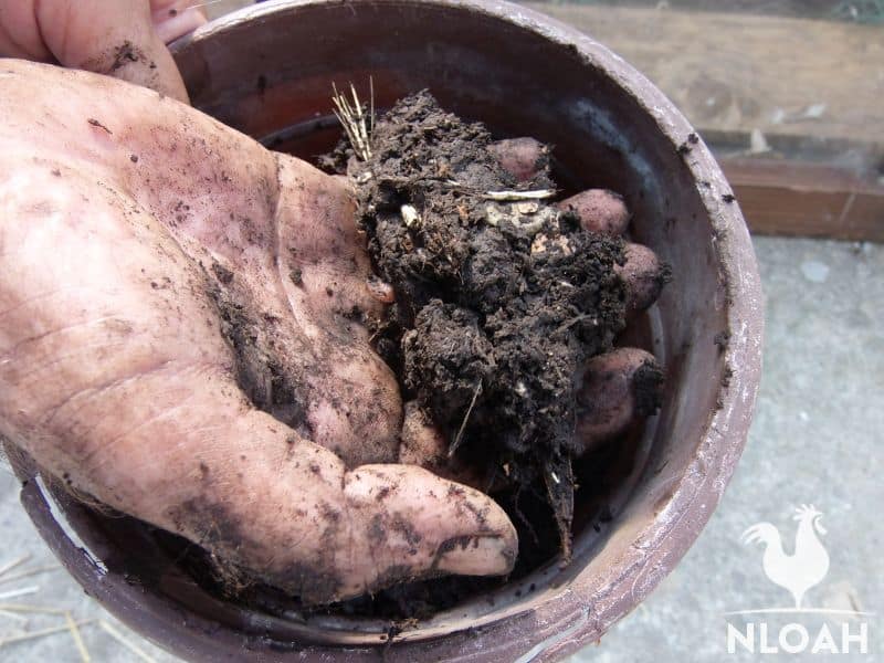 finished compost squeezed in hand