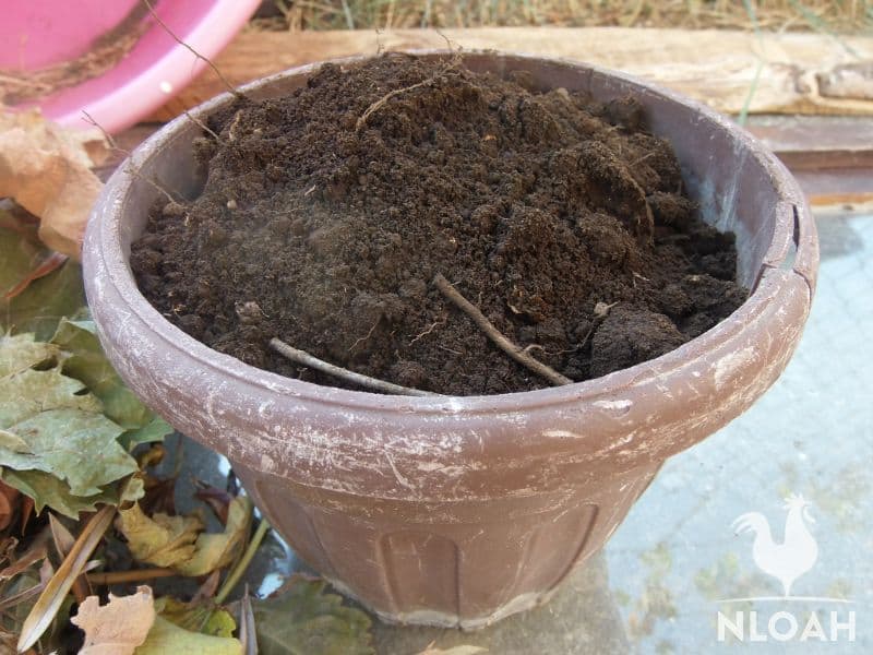 garden soil in ceramic container