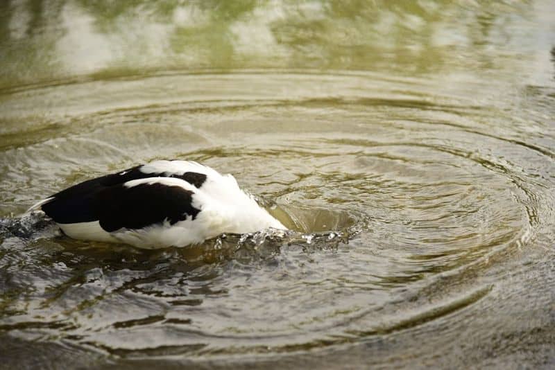 magpie duck with head in water