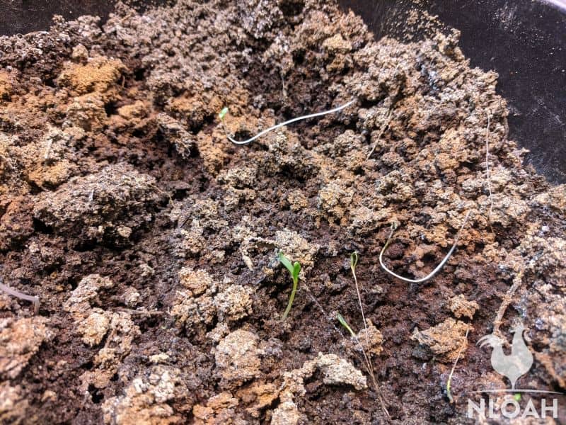 thin sproutings in container with damping off