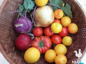 tomatoes and onions in basket
