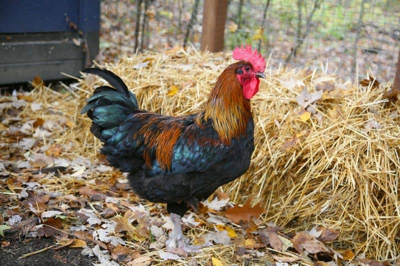 a Welsummer rooster