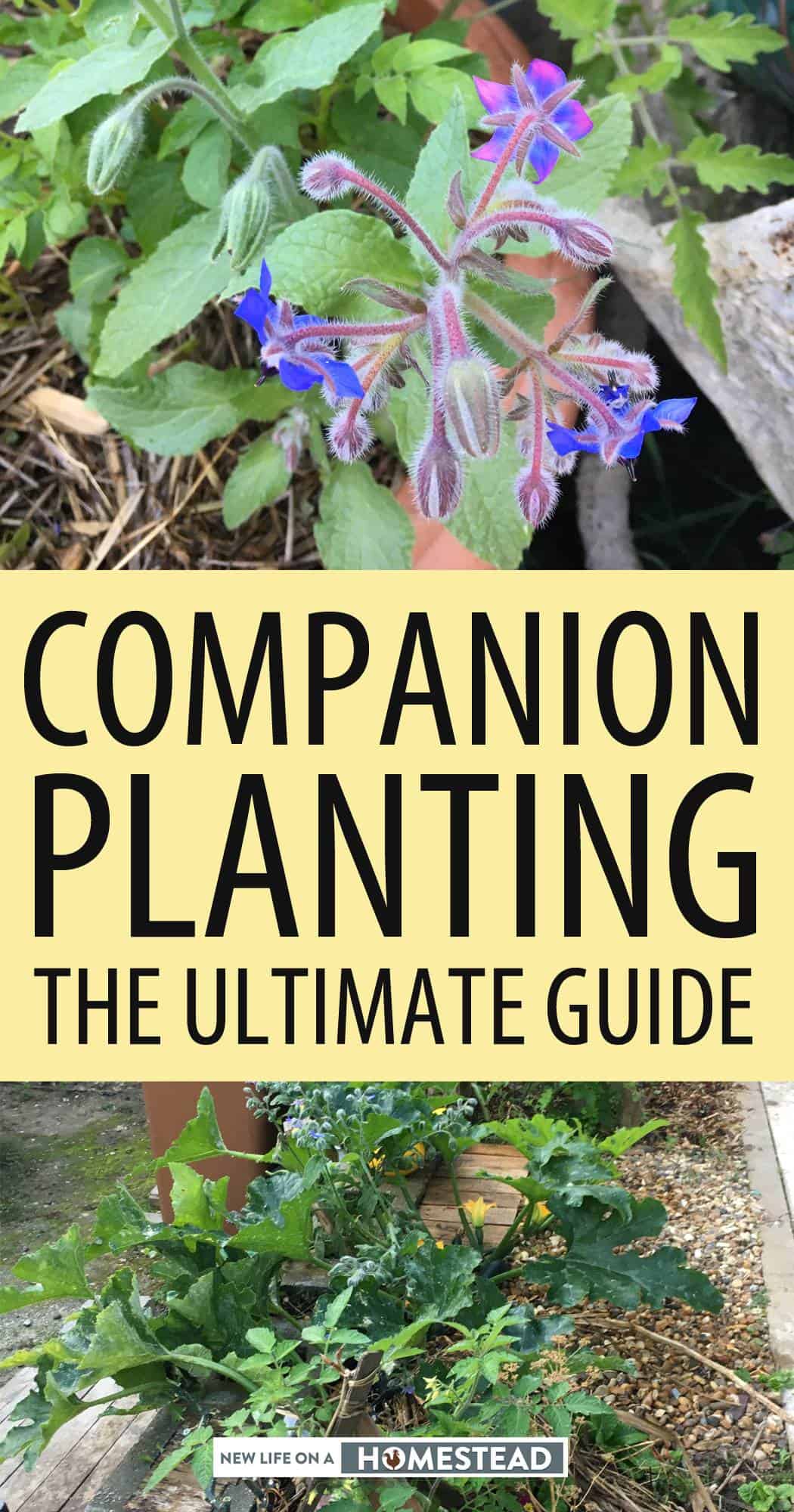 companion planting pinterest
