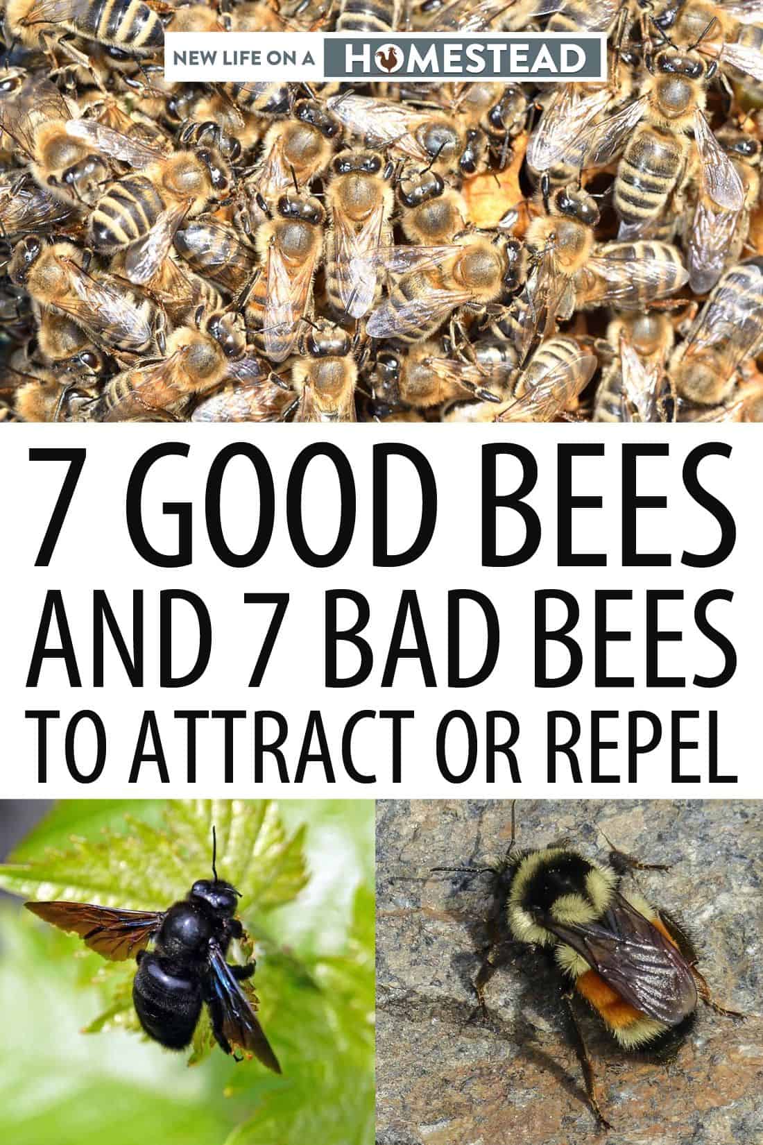 good vs. bad bees Pinterest image