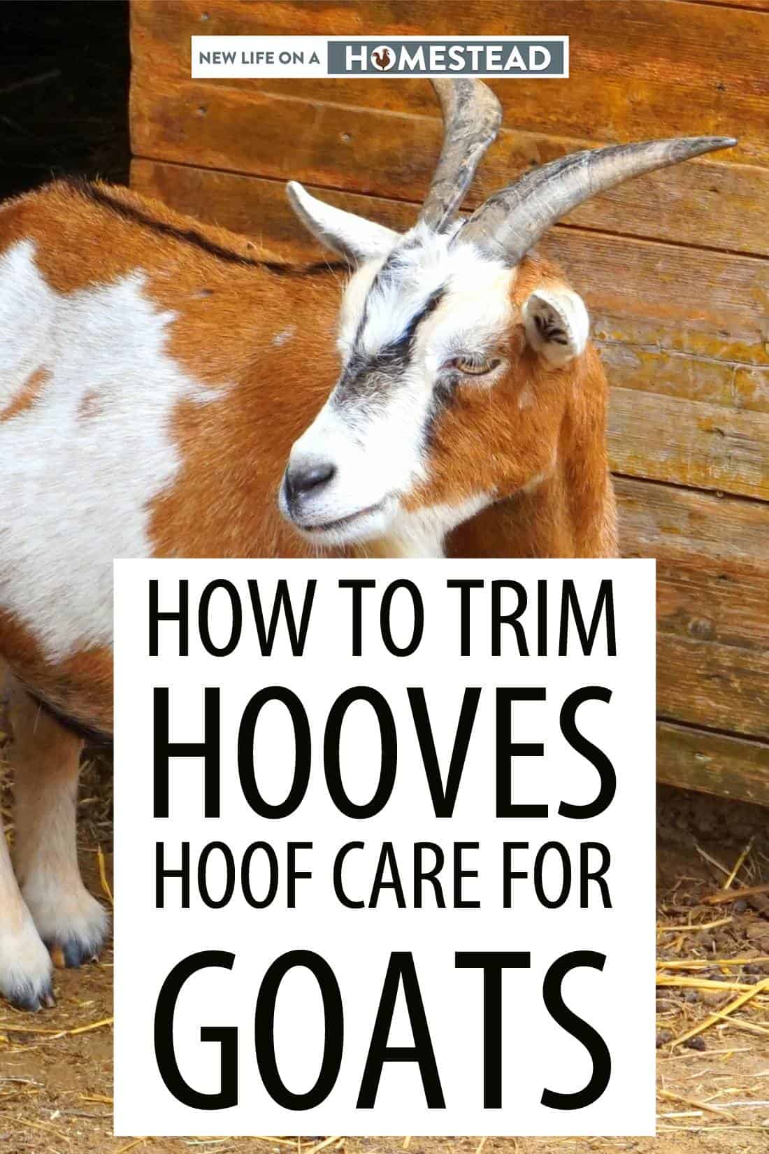 trimimng goat hooves pinterest image