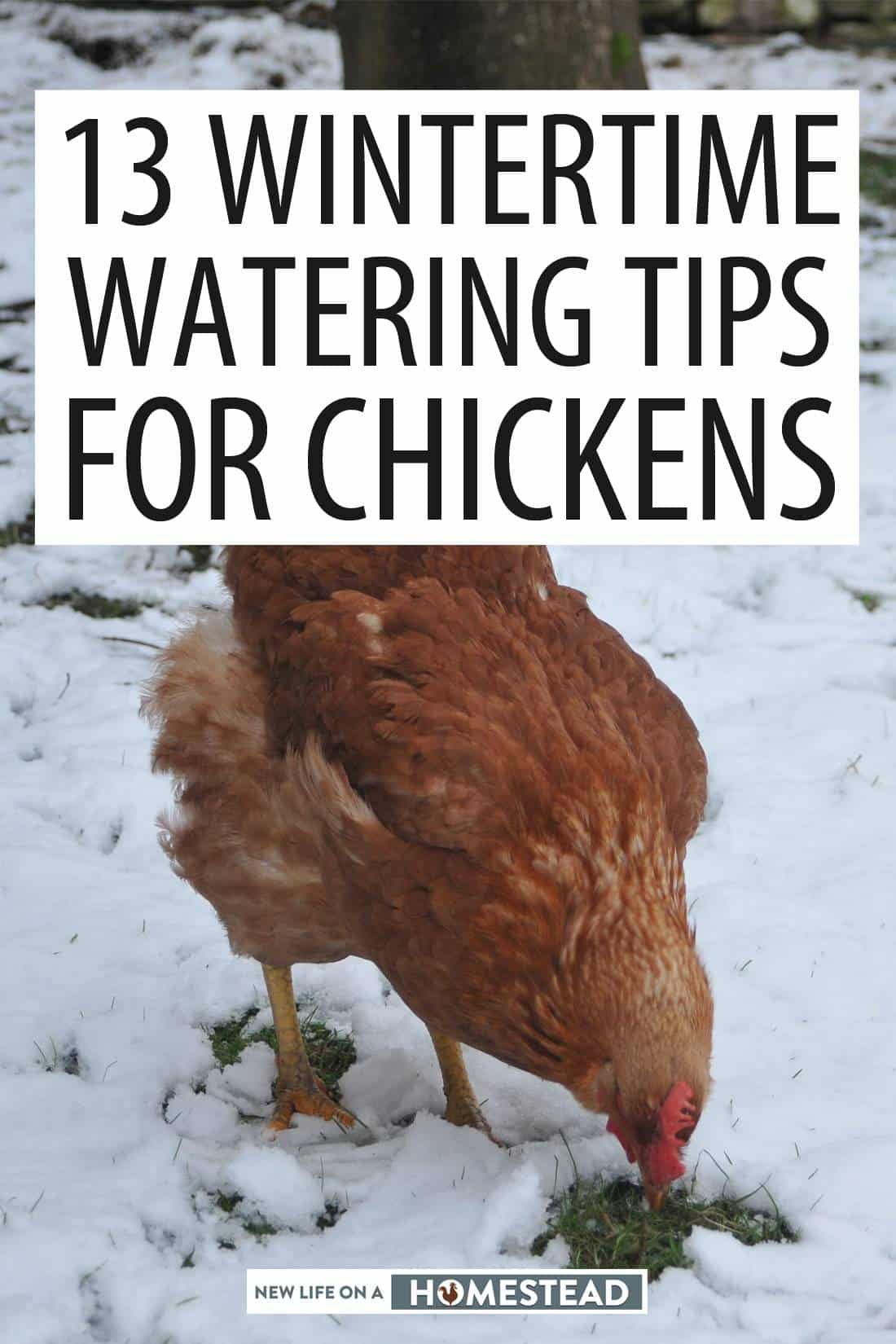 chickens watering winter pinterest