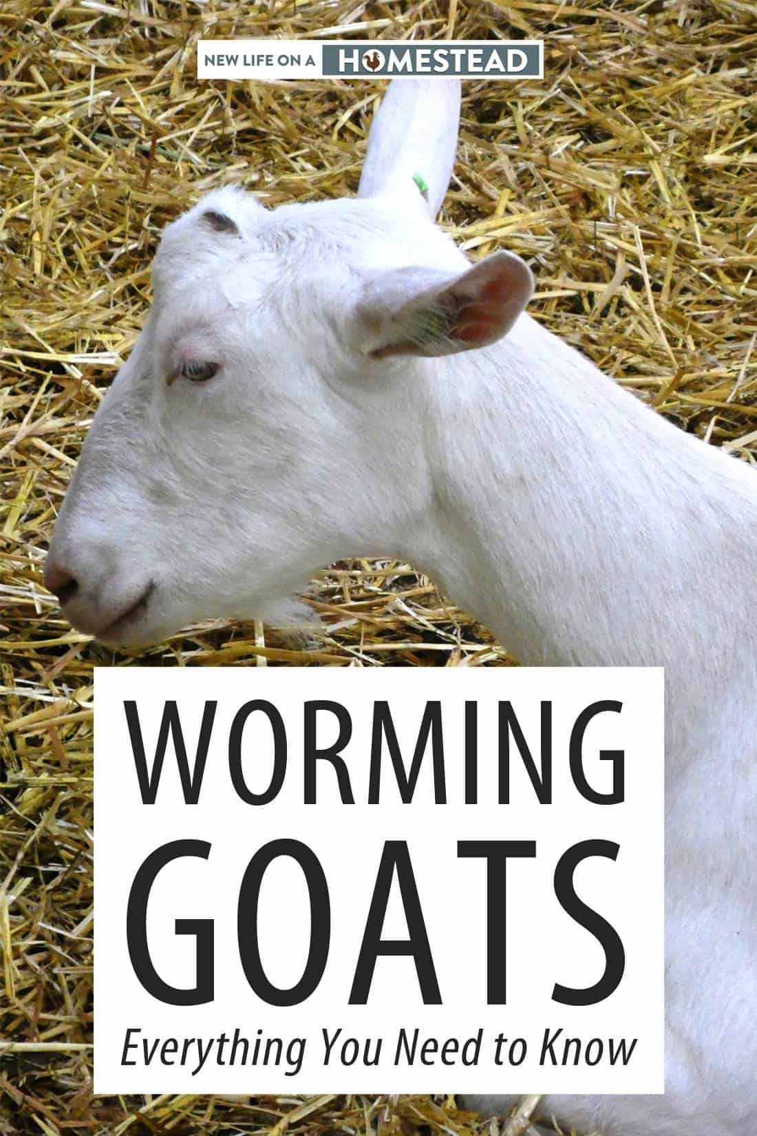 deworming goats pinterest
