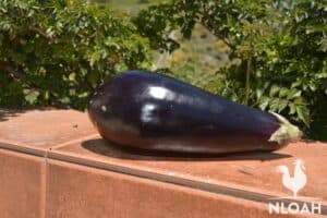 So, Can Rabbits Eat Eggplant?