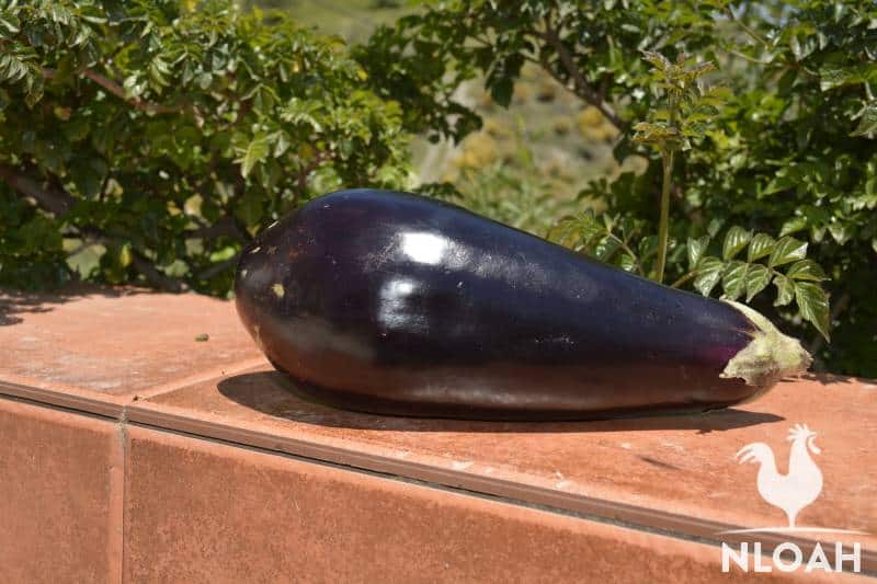 eggplant fruit