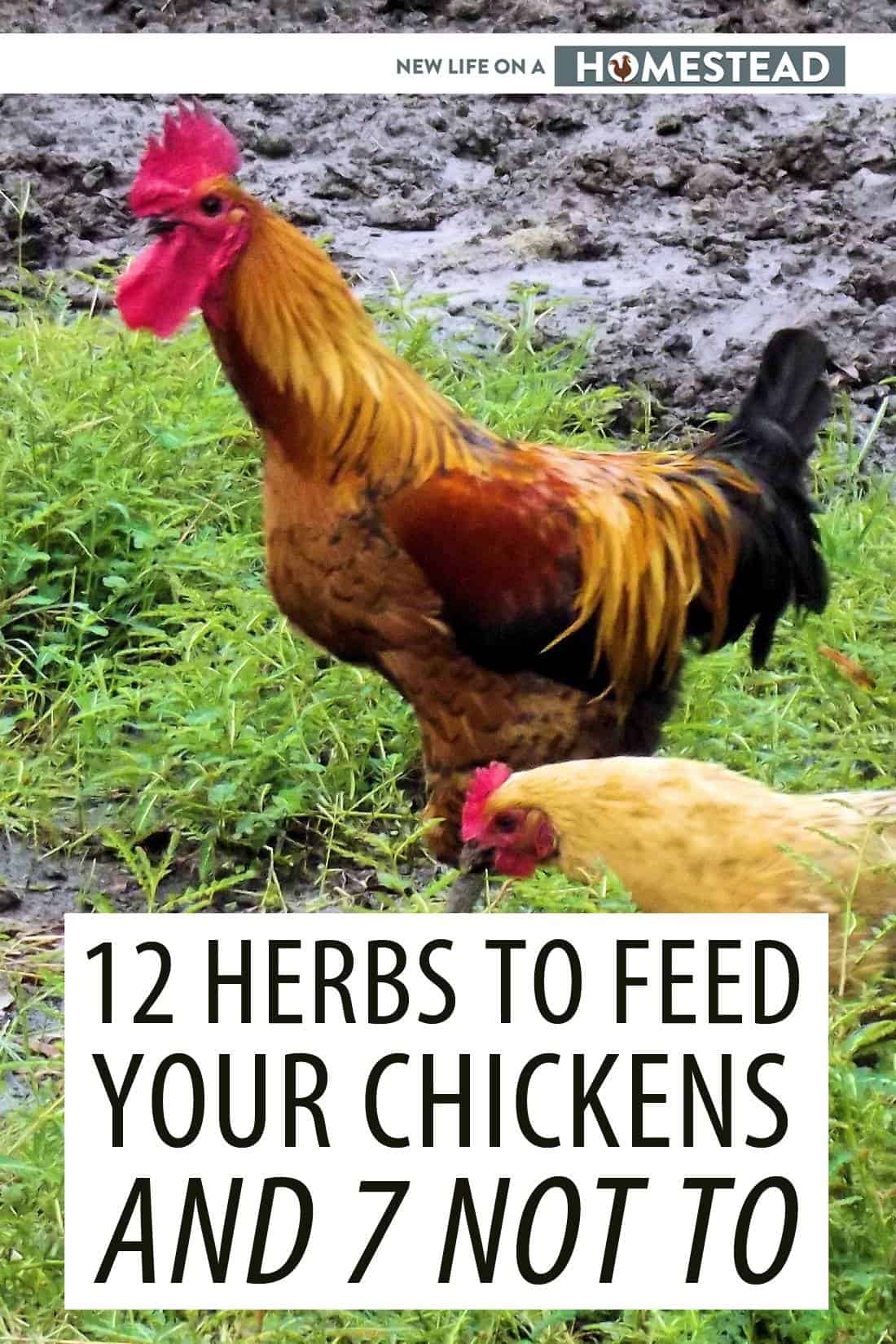 herbs for chickens pinterest