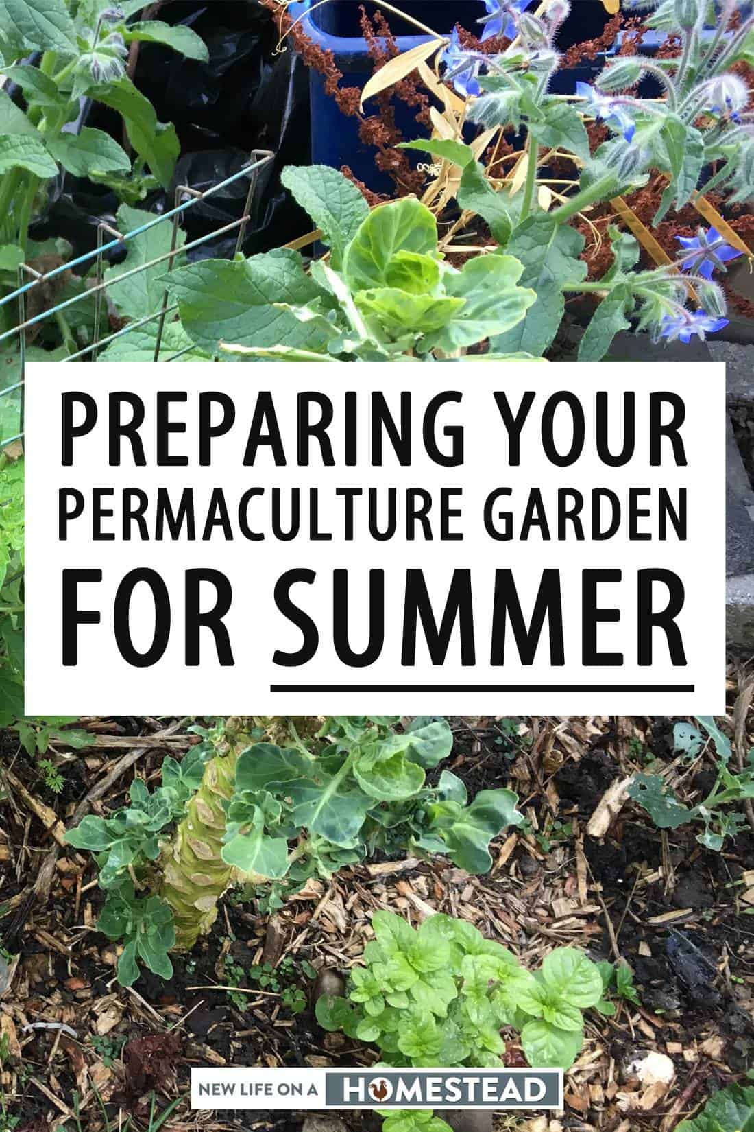 summer permaculture garden pinterest