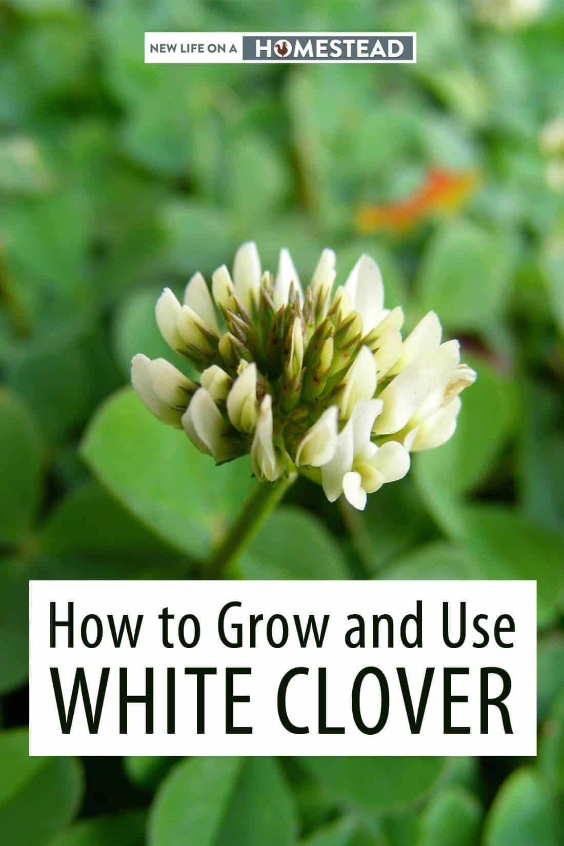 white clover Pinterest image