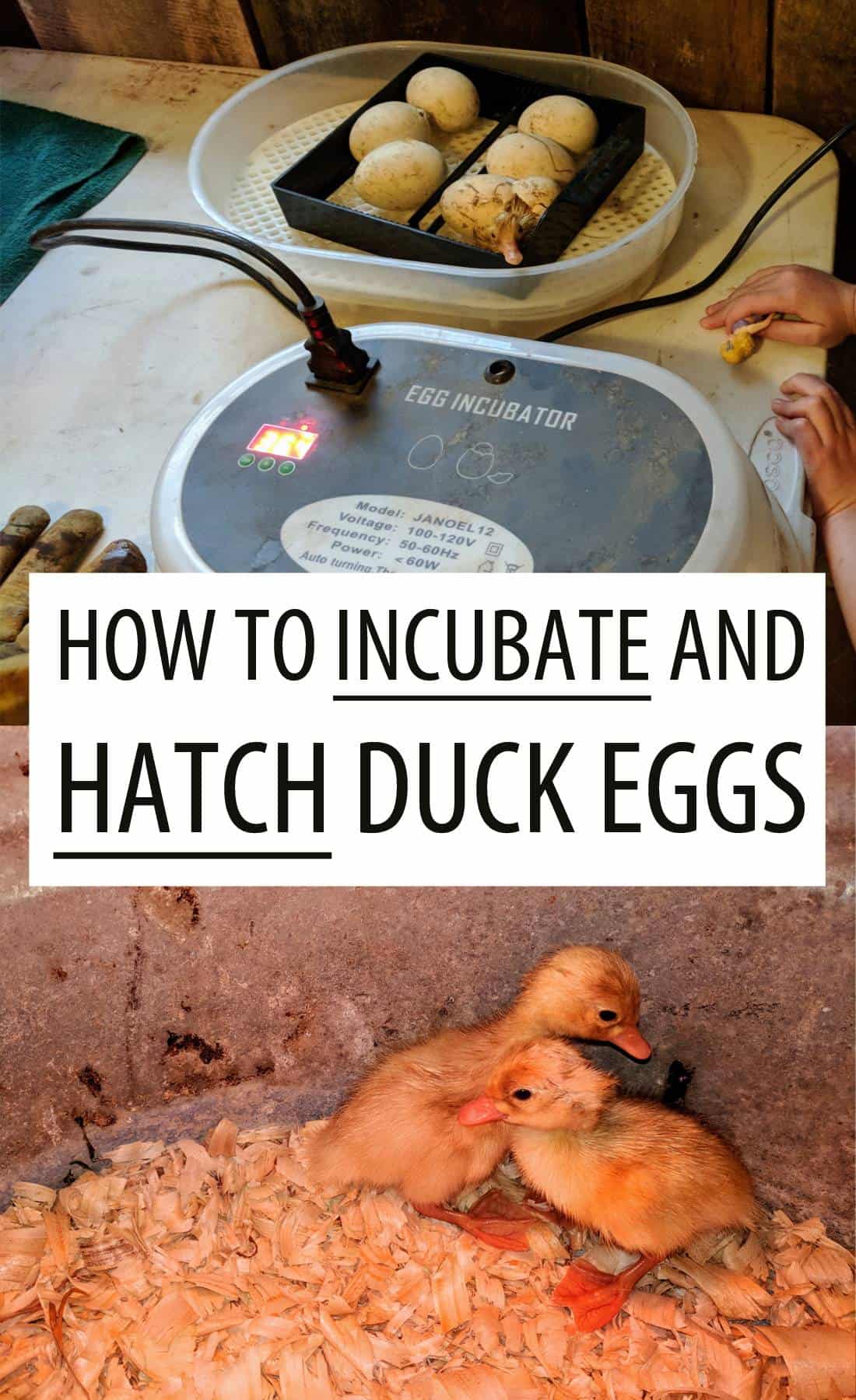 duck eggs incubation Pinterest image