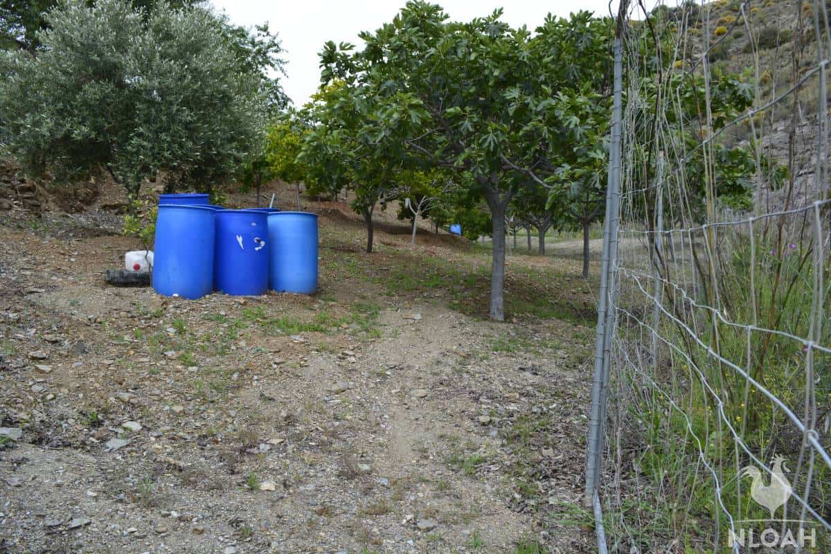 orchard with citrus fruit trees and some rain barrels