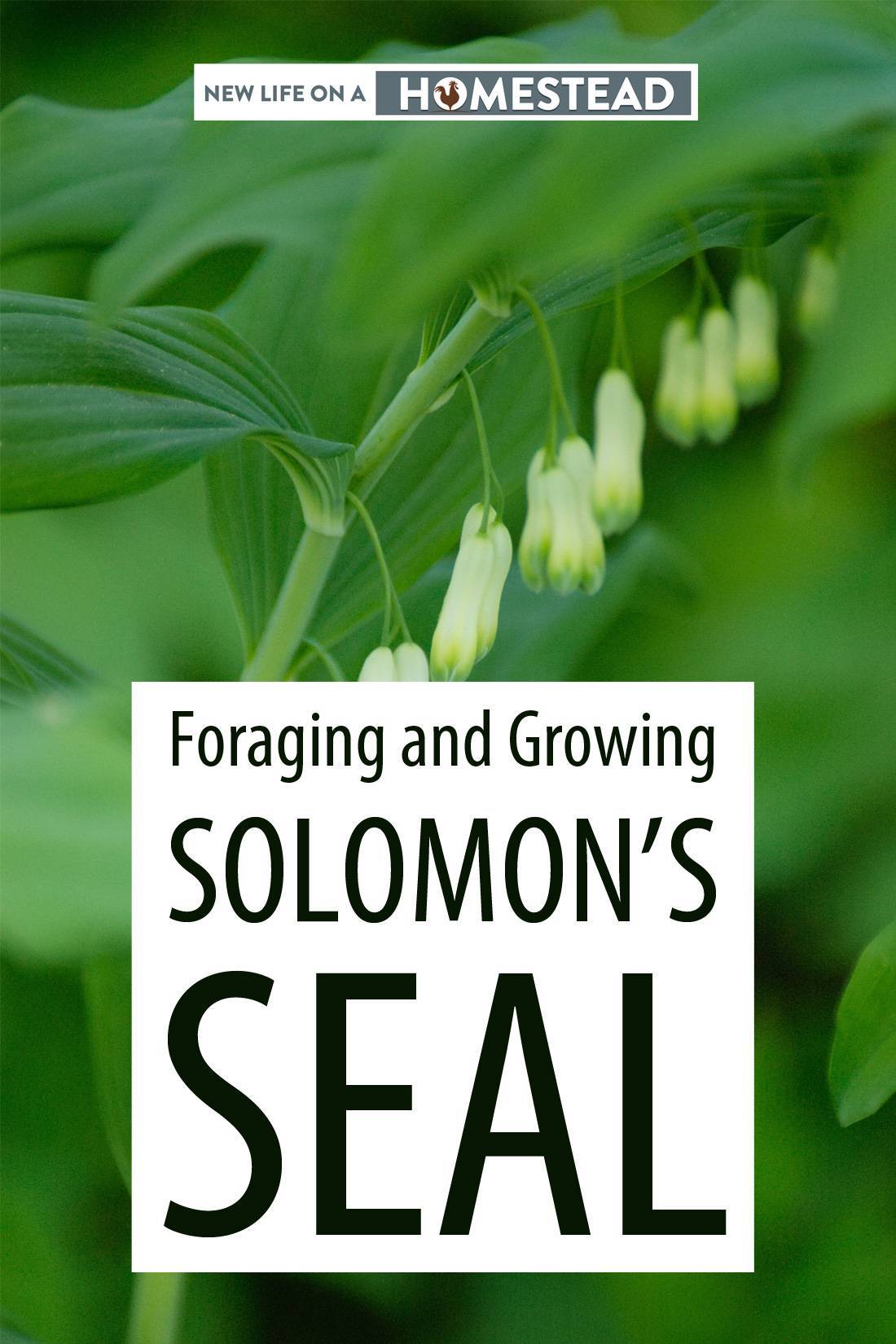 Solomon's seal Pinterest image