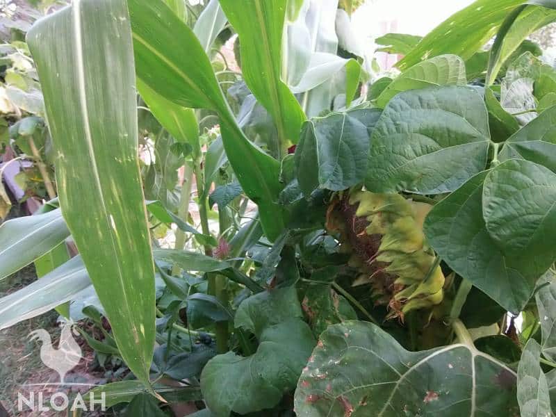 corn and sunflower growing in the permaculture garden