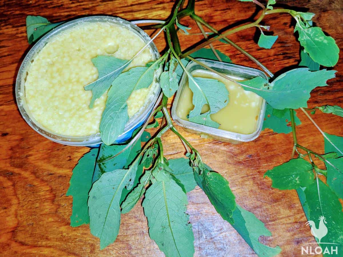 jewelweed and plantain salve