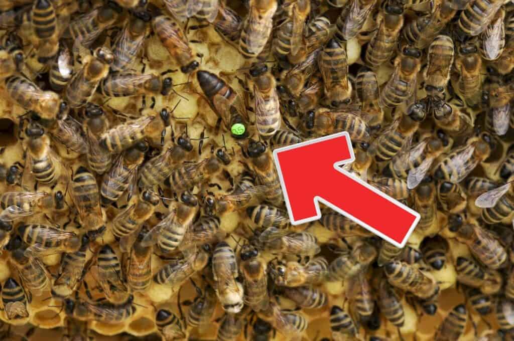 marked queen bee