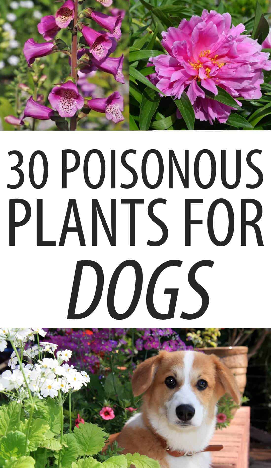 toxic plants for dogs pinterest