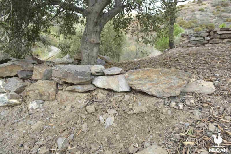 dry wall made of rocks around olive tree