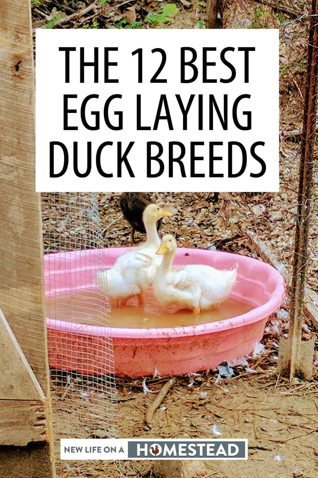 duck egg breed guide pinterest image