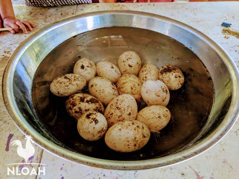 duck eggs in bowl filled with warm water