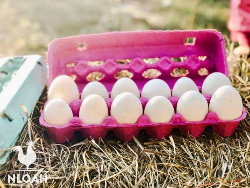 duck eggs in chicken eggs carton