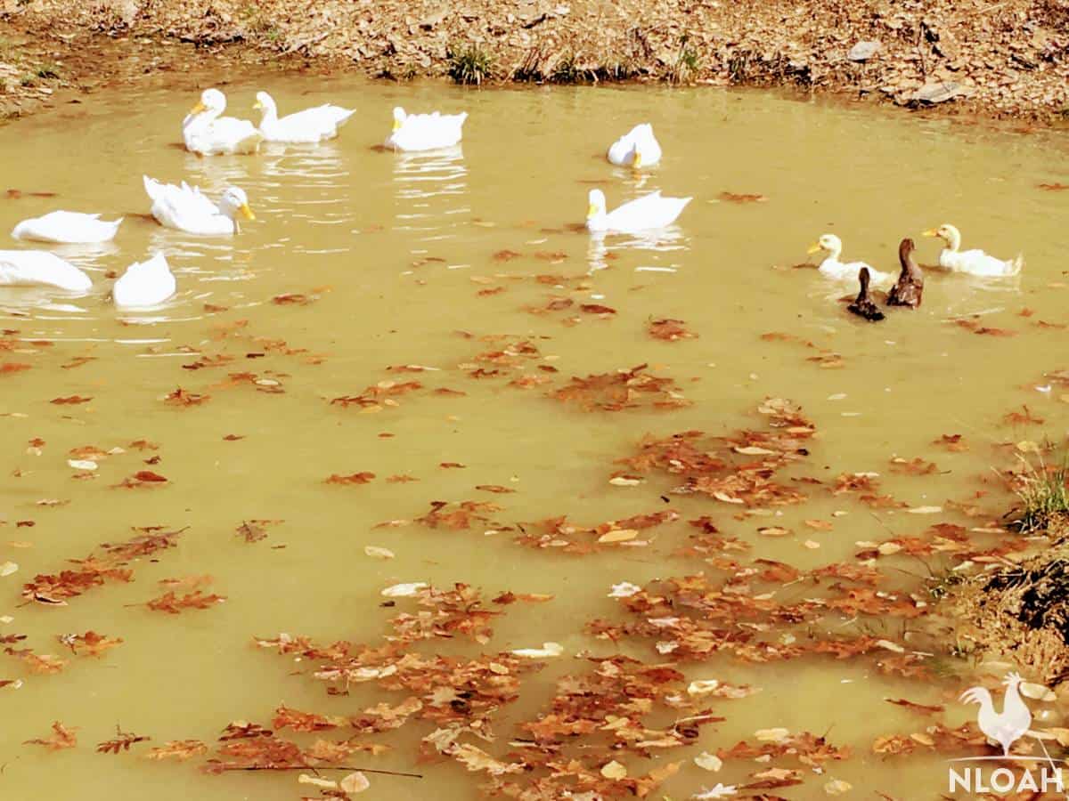 ducks on homestead pond