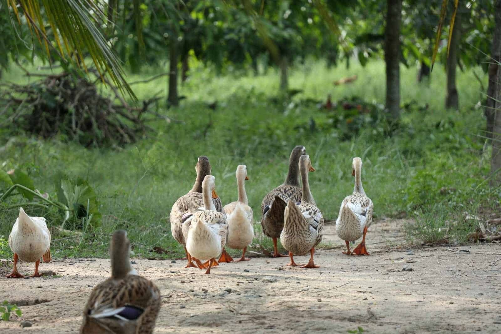 ducks on the homestead