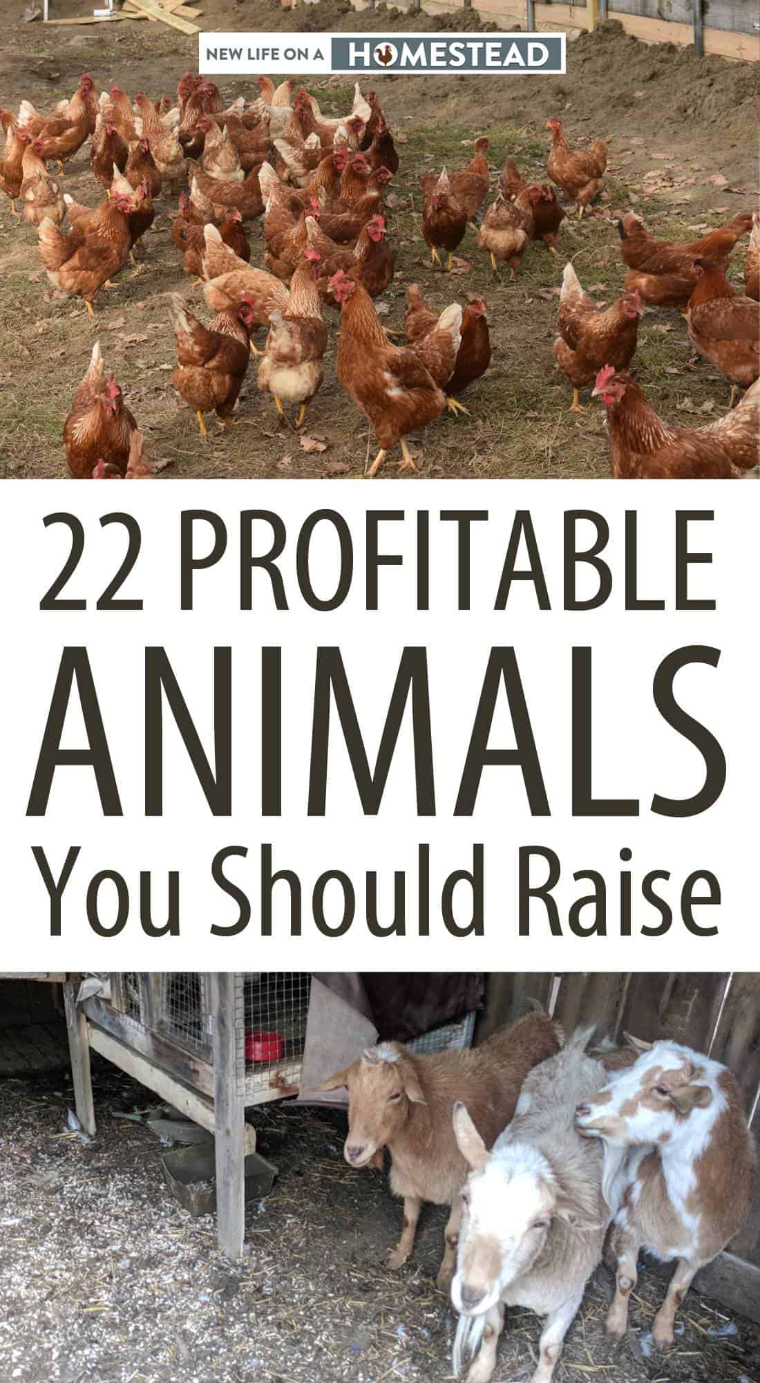 profitable animals Pinterest image