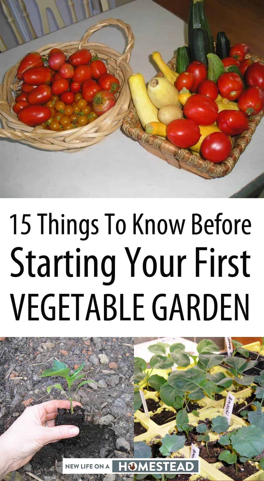 starting a veggie garden pinterest